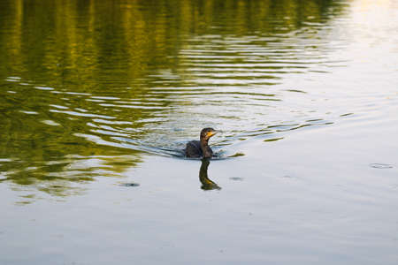 Cormorant in the lake.の写真素材
