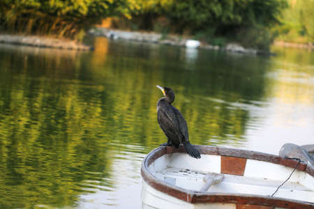 Cormorant perched on fishing boat. Cormorant on the lake.の写真素材