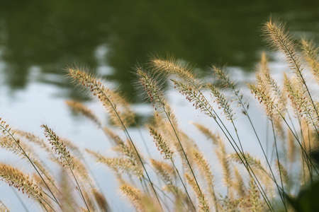 Beautiful spike let of dry river reed on blue water background.の写真素材