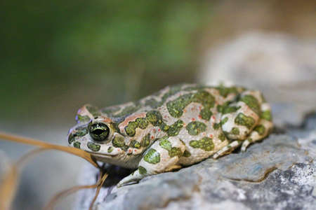 The Water Frog sits on a stone.の写真素材
