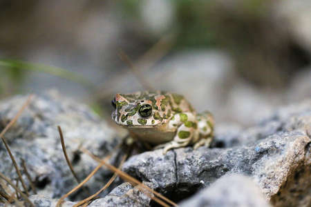 The Water Frog sits on a stone.の写真素材