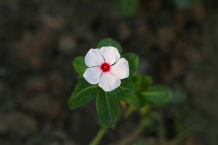 Beautiful blooming white flowers.の写真素材