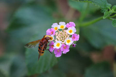 Close up of the big black fly on the pink flowers.の写真素材