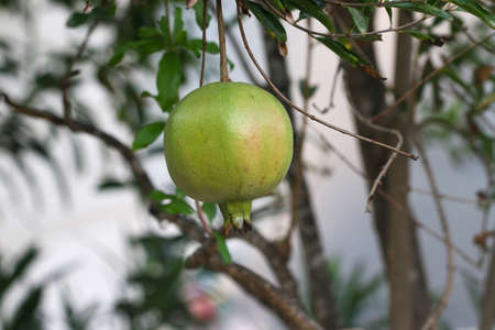 Raw pomegranate fruit on tree branch.の写真素材