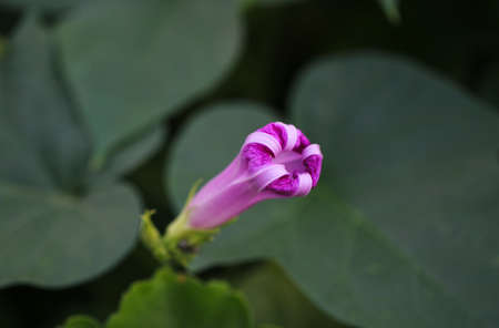 Beautiful pink flower in the garden. Purple flower.の写真素材