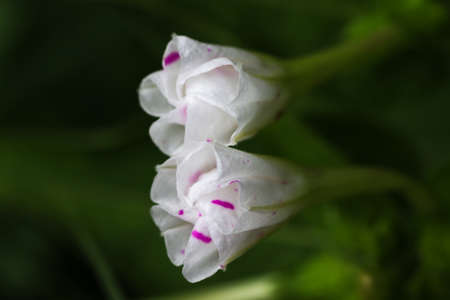 White flowers close up. White flowers with green background.の写真素材