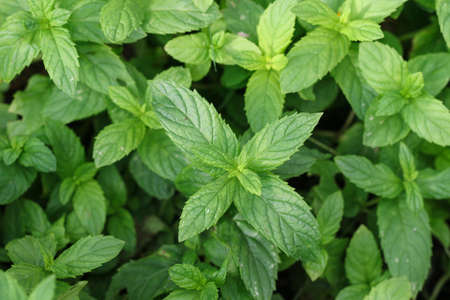 Growing mint leaves. Mint plant grown at the vegetable garden.の写真素材