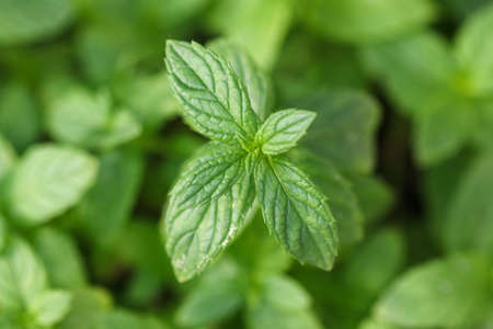 Growing mint leaves. Mint plant grown at the vegetable garden.の写真素材