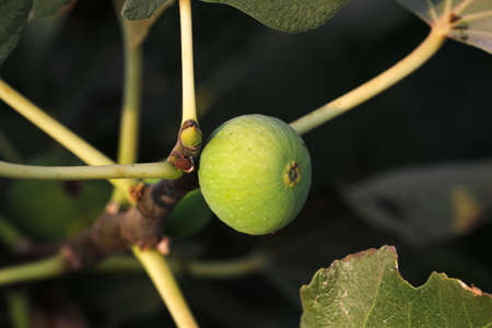 Green fig fruits on branches with green leafs. Figs on the tree.