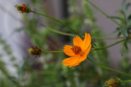 Orange cosmos flowers. Close up orange cosmos flowers in the garden.