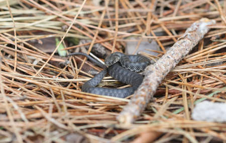 Black snake in Karagol, Izmir - Turkey. Small snake in the wild. Close up snake.