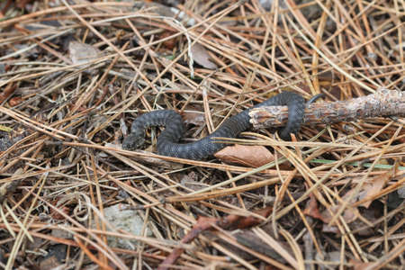 Black snake in Karagol, Izmir - Turkey. Small snake in the wild. Close up snake.