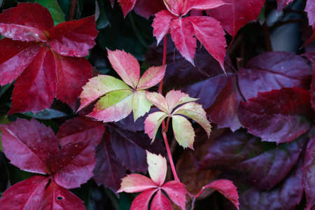 Red, green and orange leaves of a Japanese Creeper or tricuspidat Veitch of Parthenocissus in autumn framing. Colorful ivy background.の写真素材