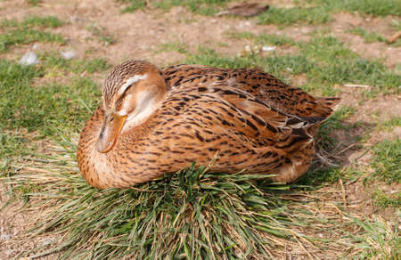 Female. Duck in grass Mallard Ducksの写真素材
