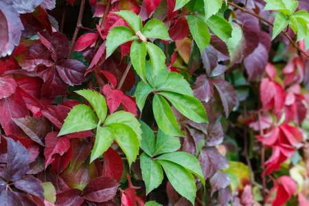 Red, green and orange leaves of a Japanese Creeper or tricuspidat Veitch of Parthenocissus in autumn framing. Colorful ivy background.の写真素材