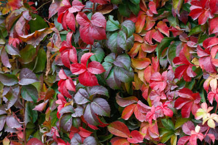 Red, green and orange leaves of a Japanese Creeper or tricuspidat Veitch of Parthenocissus in autumn...