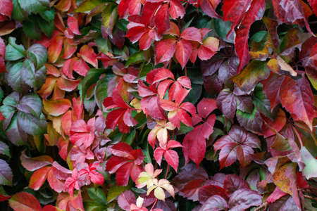 Red, green and orange leaves of a Japanese Creeper or tricuspidat Veitch of Parthenocissus in autumn...