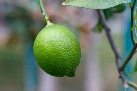 Green lemon. Lemon hanging on tree.の写真素材