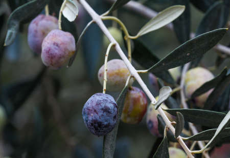 Olive branch. Branch of black olives. Olives on olive tree in autumn. Season nature image.の写真素材