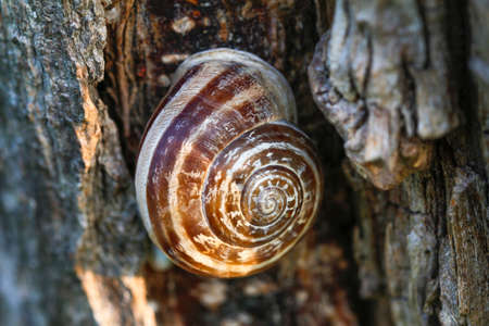 Shell. Snail on the tree bark, selective focus on the snail.