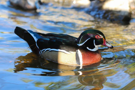 Male wood duck. Duck swimming on the lake.の写真素材