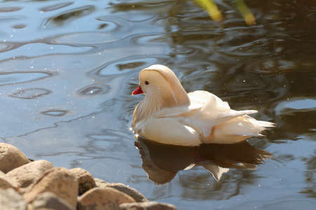White mandarin duck on the lake.の写真素材