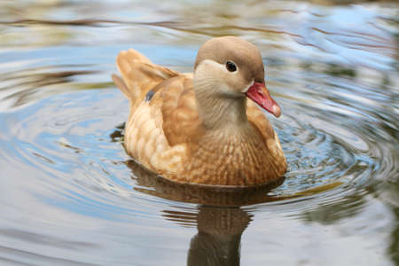 Duck on the water. Swimming duck.の写真素材