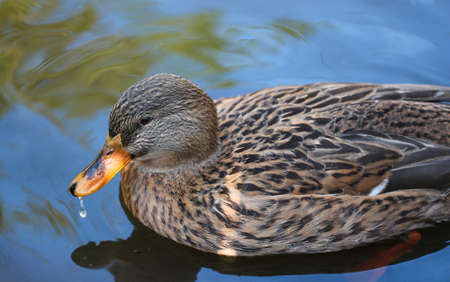 Duck on the water. Swimming duck.の写真素材