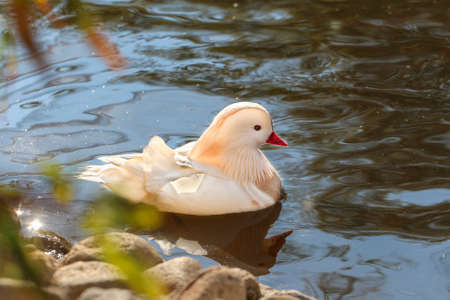 White mandarin duck on the lake.の写真素材