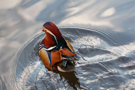 Colorful Mandarin duck. Mandarin duck swimming on the lake.の写真素材