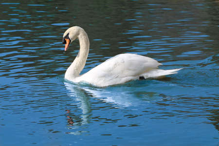 Beautiful white swan with orange beak on a water. Swan swimming in the lake.の写真素材