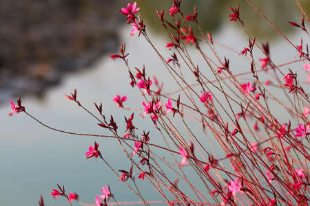 Pink flowers background. Beautiful flowers made with color filters.の写真素材