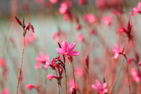 Pink flowers background. Beautiful flowers made with color filters.の写真素材
