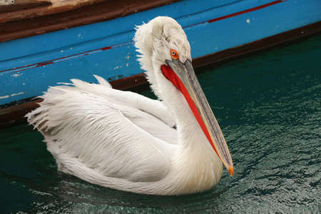 Australian Pelican on water. American white pelican Rests on the quiet water.の写真素材