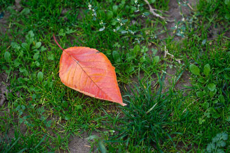 Dry autumn leaf on the green grass.の写真素材