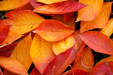 Colorful autumn leaves. Colorful and bright background made of fallen autumn leaves.の写真素材