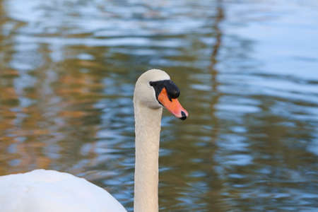 Profile of swan on blue lake water in sunny day.の写真素材