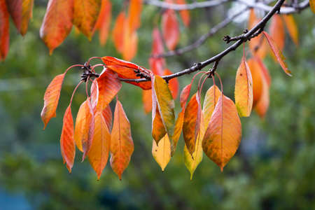 Colorful autumn leaves. Beautiful colorful autumn leaves on tree.の写真素材