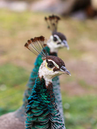 Profile of female peacock. Peacock face. Peacock head.の写真素材