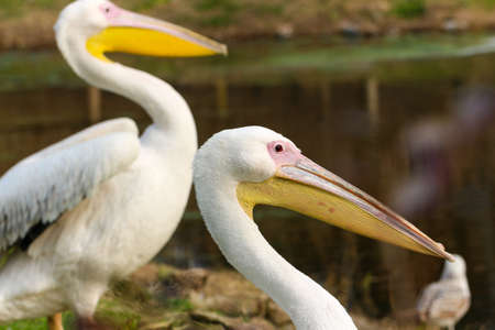 Great white pelican Pelecanus onocrotalus also known as the eastern white pelican, rosy or white pelican pelican is a bird in the pelican family.の写真素材