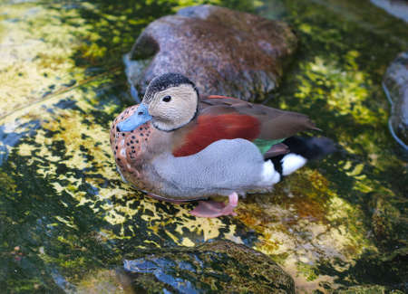 Duck standing on the edge of the lake.の写真素材