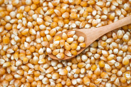 Close up of corn grains. Whole background. Corn seeds background.
