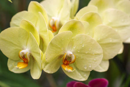 Closeup of orchid blooms in yellow and maroon.の写真素材