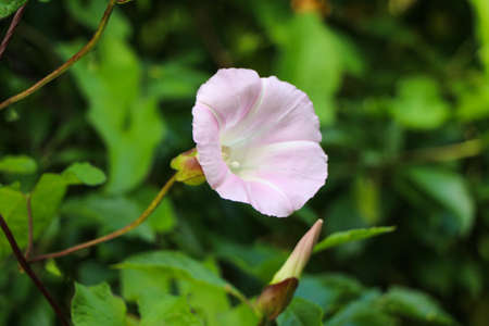 Pink flower on green background.の写真素材