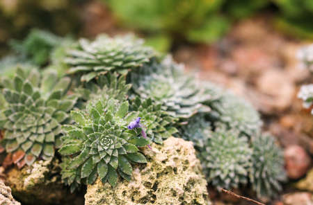 Saxifraga Stribrny of beautiful small rock flower.の写真素材