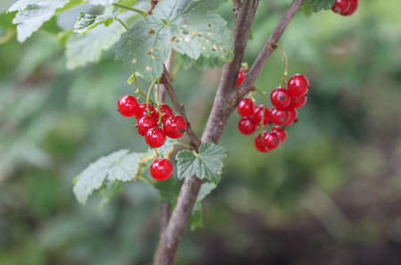 Red Currants In The Garden, Summer Harvest.