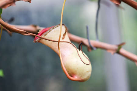 Nepenthes alata is a tropical pitcher plant endemic to the Philippines. It is carnivorous and uses its nectar to attract insects that drown in the pitch and are digested by the plant.の写真素材