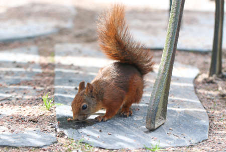 Squirrel.