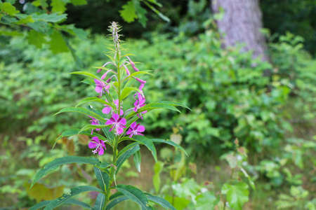 Pink flowers in the forest.