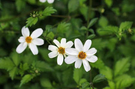 Beautiful white flowers in garden.の写真素材